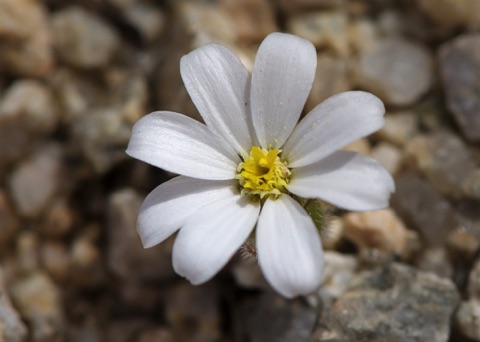 Desert Star • Monoptilon belliodes