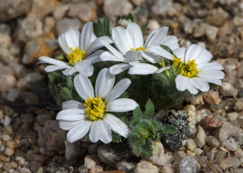 Desert Star • Monoptilon belliodes Desert Star • Monoptilon belliodes