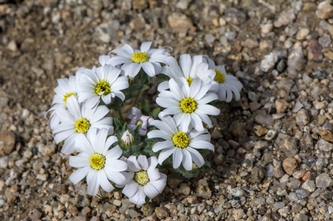 Desert Star • Monoptilon belliodes