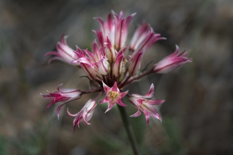 Fringed Onion • Allium fimbriatum • Amaryllidaceae (Amaryllis) Fringed Onion • Allium fimbriatum • Amaryllidaceae (Amaryllis)