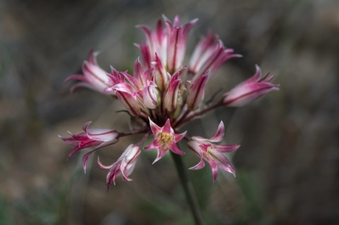 Fringed Onion • Allium fimbriatum • Amaryllidaceae (Amaryllis)