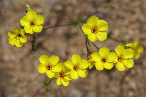 Golden Linanthus • Leptosiphon aureus • Polemoniaceae (Phlox)