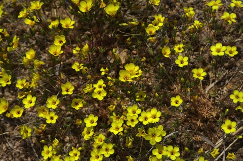 Golden Linanthus • Leptosiphon aureus Golden Linanthus • Leptosiphon aureus