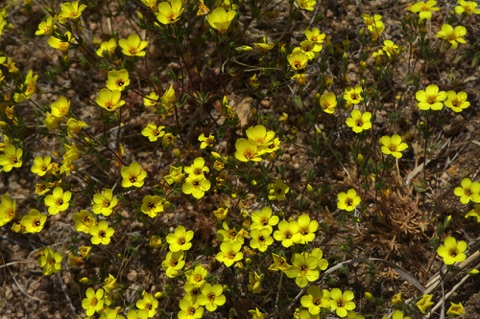 Golden Linanthus • Leptosiphon aureus