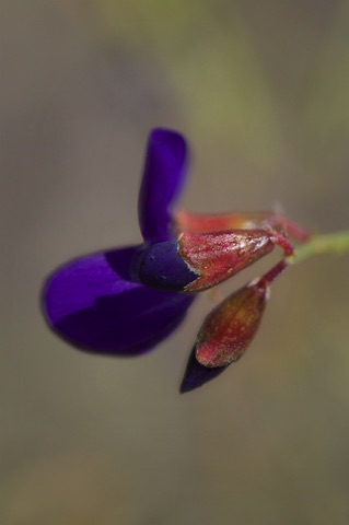 Indigo Bush • Psorothamnus arborescens • Fabaceae (Pea) Indigo Bush • Psorothamnus arborescens • Fabaceae (Pea)