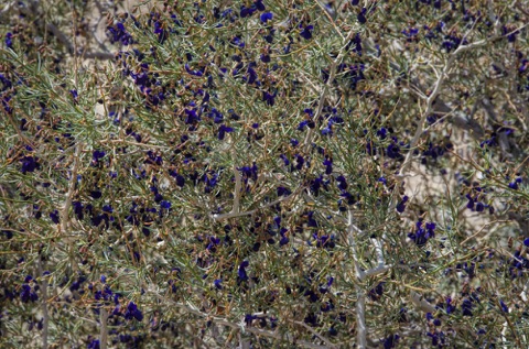 Indigo Bush • Psorothamnus arborescens Indigo Bush • Psorothamnus arborescens