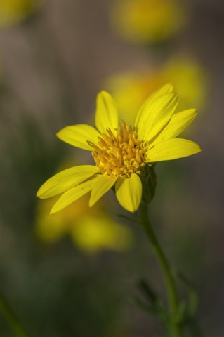 Interior Goldenbush • Ericameria linearifolia