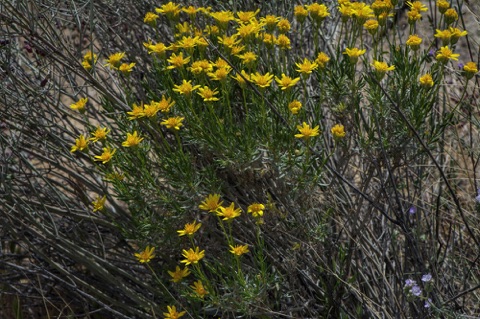 Interior Goldenbush • Ericameria linearifolia Interior Goldenbush • Ericameria linearifolia