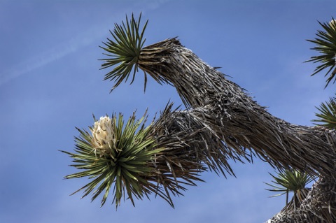 Joshua Tree • Yucca brevifolia Joshua Tree • Yucca brevifolia
