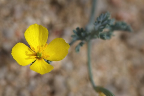 Little Poppy • Eschscholzia minutiflora • Papaveraceae (Poppy)