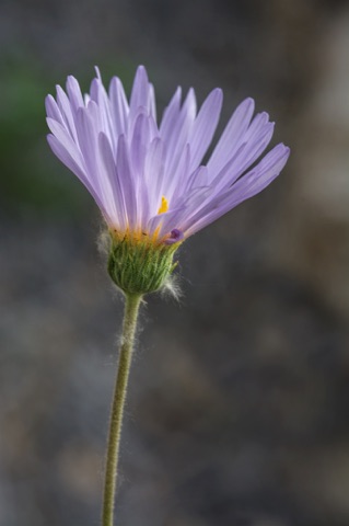 Mojave Aster • Xylorhiza tortifolia