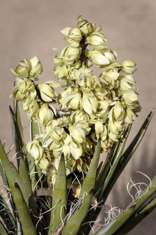 Mojave Yucca • Yucca shidigera • Liliaceae (Lily) Mojave Yucca • Yucca shidigera • Liliaceae (Lily)