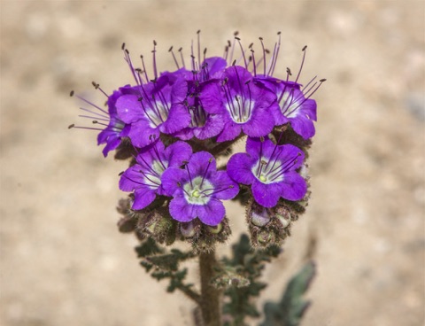 Notch-Leaved Phacelia • Phacelia crenulata Notch-Leaved Phacelia • Phacelia crenulata