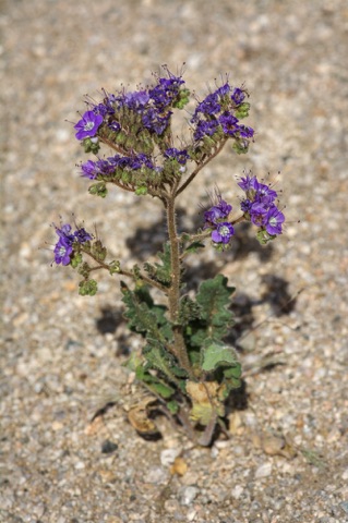 Notch-Leaved Phacelia • Phacelia crenulata Notch-Leaved Phacelia • Phacelia crenulata