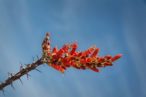 Ocotillo • Fouquieria splendens • Fouquieraceae