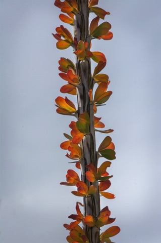 OcotilloLeaves.jpg OcotilloLeaves.jpg