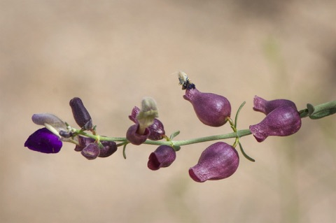 Paper Bag Bush • Salazaria mexicana