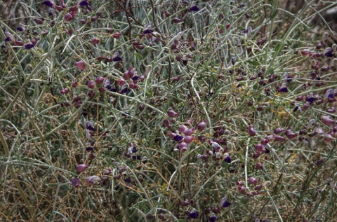 Paper Bag Bush • Salazaria mexicana Paper Bag Bush • Salazaria mexicana