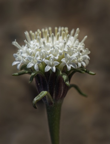 Fremont Pincushion • Chaenactis fremontii