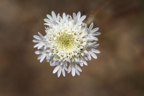 Fremont Pincushion • Chaenactis fremontii Fremont Pincushion • Chaenactis fremontii