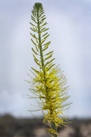 Prince's Plume • Stanleya pinnata • Brassicaceae (Mustard) Prince's Plume • Stanleya pinnata • Brassicaceae (Mustard)