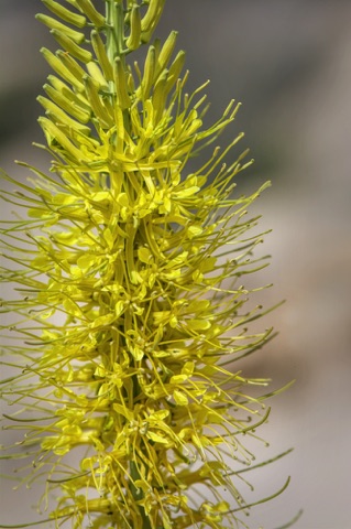 Prince's Plume • Stanleya pinnata Prince's Plume • Stanleya pinnata