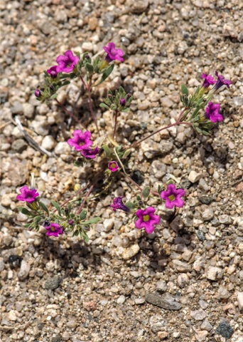 Purple Mat • Nama demissum Purple Mat • Nama demissum