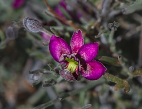 Rhatany • Krameria erecta • Krameriaceae