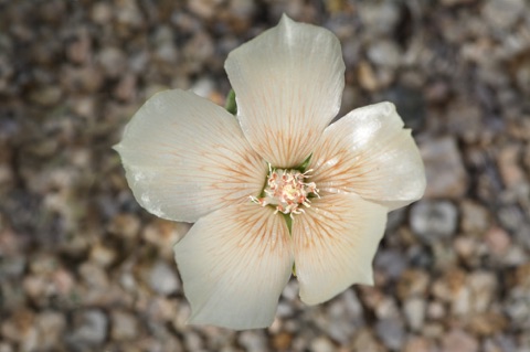 Sand Blazing Star • Mentzelia involucrata Sand Blazing Star • Mentzelia involucrata
