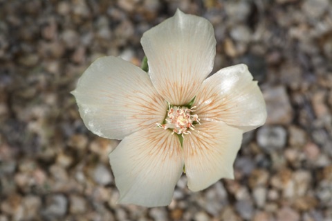 Sand Blazing Star • Mentzelia involucrata