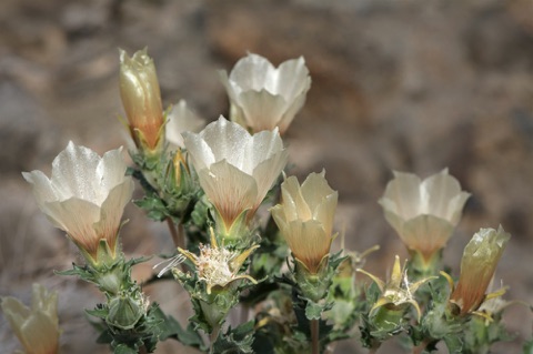 Sand Blazing Star • Mentzelia involucrata Sand Blazing Star • Mentzelia involucrata