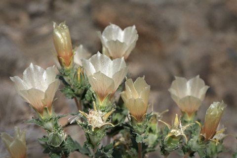 Sand Blazing Star • Mentzelia involucrata