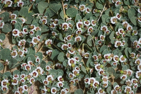 Rattlesnake Weed • Chamaesyce albomarginata • Euphorbiaceae (Spurge) Rattlesnake Weed • Chamaesyce albomarginata • Euphorbiaceae (Spurge)