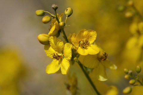 Desert Senna • Senna armata