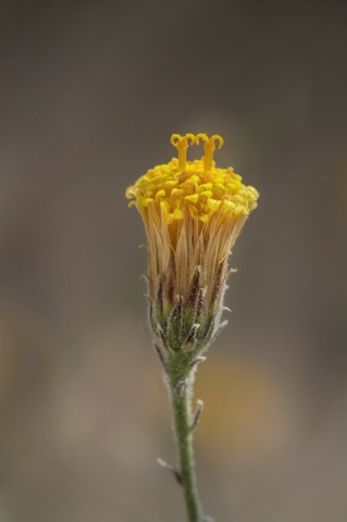 Sweetbush • Bebbia juncea