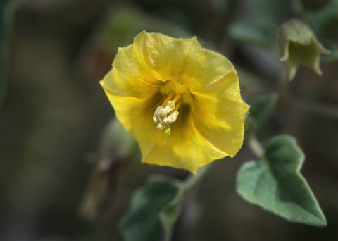 Thick-leaved Ground Cherry • Physalis crassifolia • Solanaceae (Nightshade)