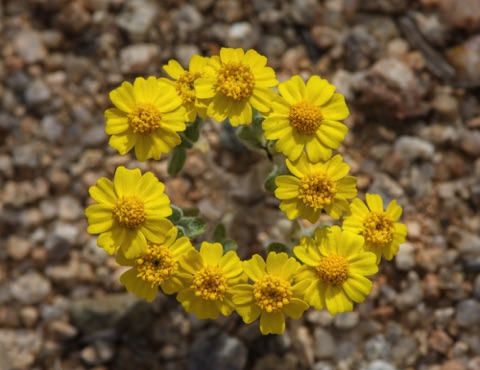 Wallace's Woolly Daisy • Eriophyllum wallacei Wallace's Woolly Daisy • Eriophyllum wallacei