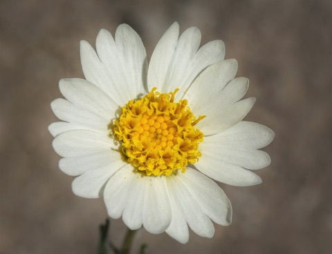 White Tidy Tip • Layia glandulosa • Asteraceae (Sunflower) White Tidy Tip • Layia glandulosa • Asteraceae (Sunflower)