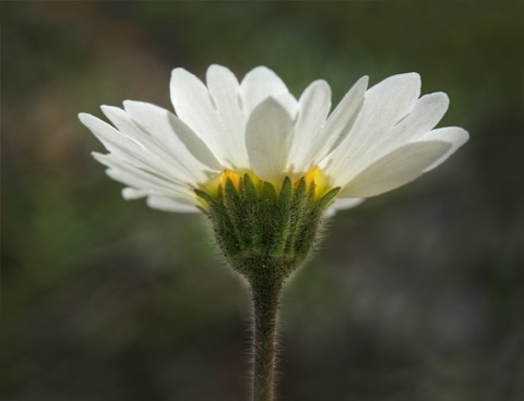 White Tidy Tip • Layia glandulosa • Asteraceae White Tidy Tip • Layia glandulosa • Asteraceae