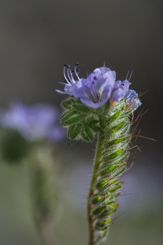 Wild Heliotrope • Phacelia distans Wild Heliotrope • Phacelia distans