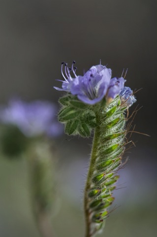 Wild  Heliotrope • Phacelia distans