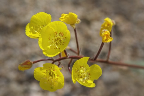 Yellow Cups • Chylismia brevipes Yellow Cups • Chylismia brevipes