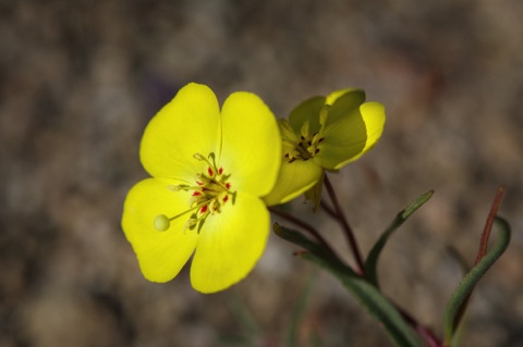 Mojave Sun Cup • Camissonia campestris Mojave Sun Cup • Camissonia campestris