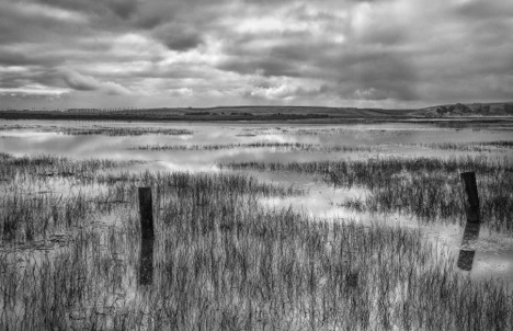 King Tide at Palo Alto Baylands