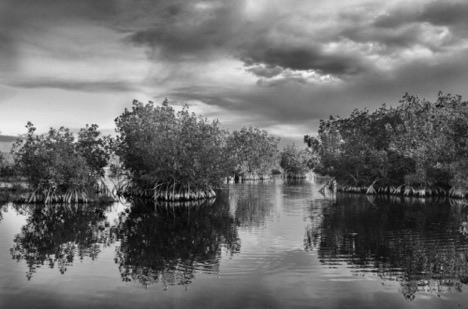 Mangrove Islands