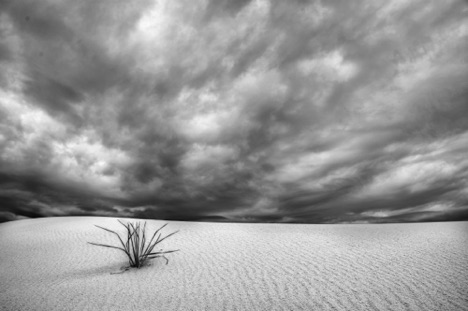 Yucca Solitary