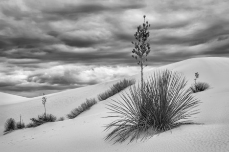 Yucca Scene