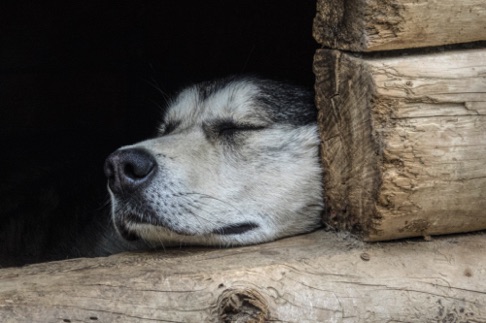 Alaskan Huskies in their kennels at Chena Village and Denali National Park