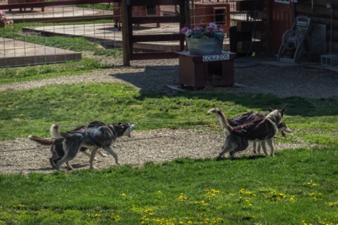 The dogs are ready to go