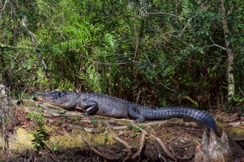 American Alligator • Alligator mississippiensis